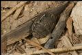 Odontoscelis sp.